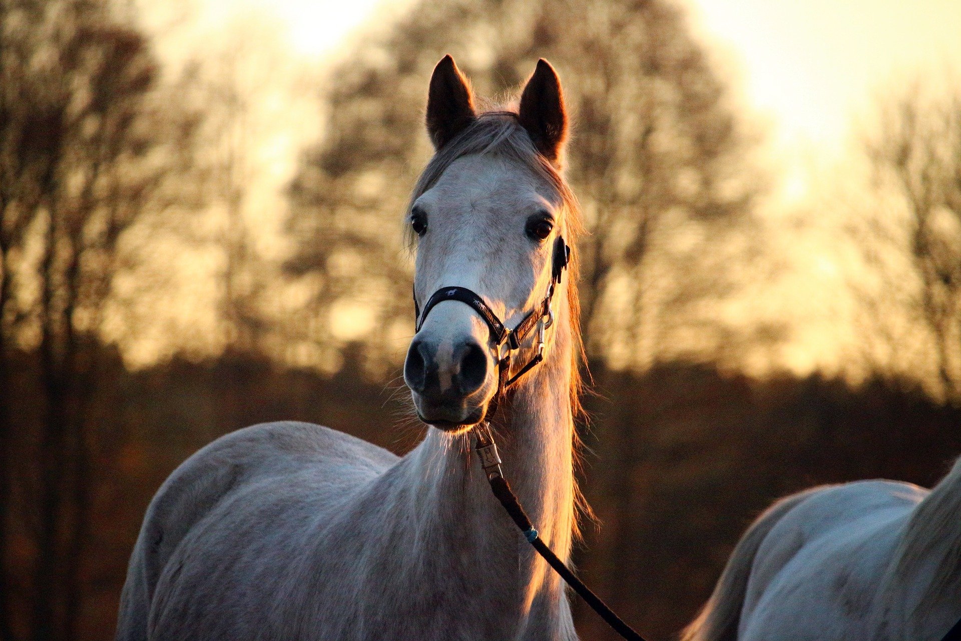 Recycled tyres help sick children and horses