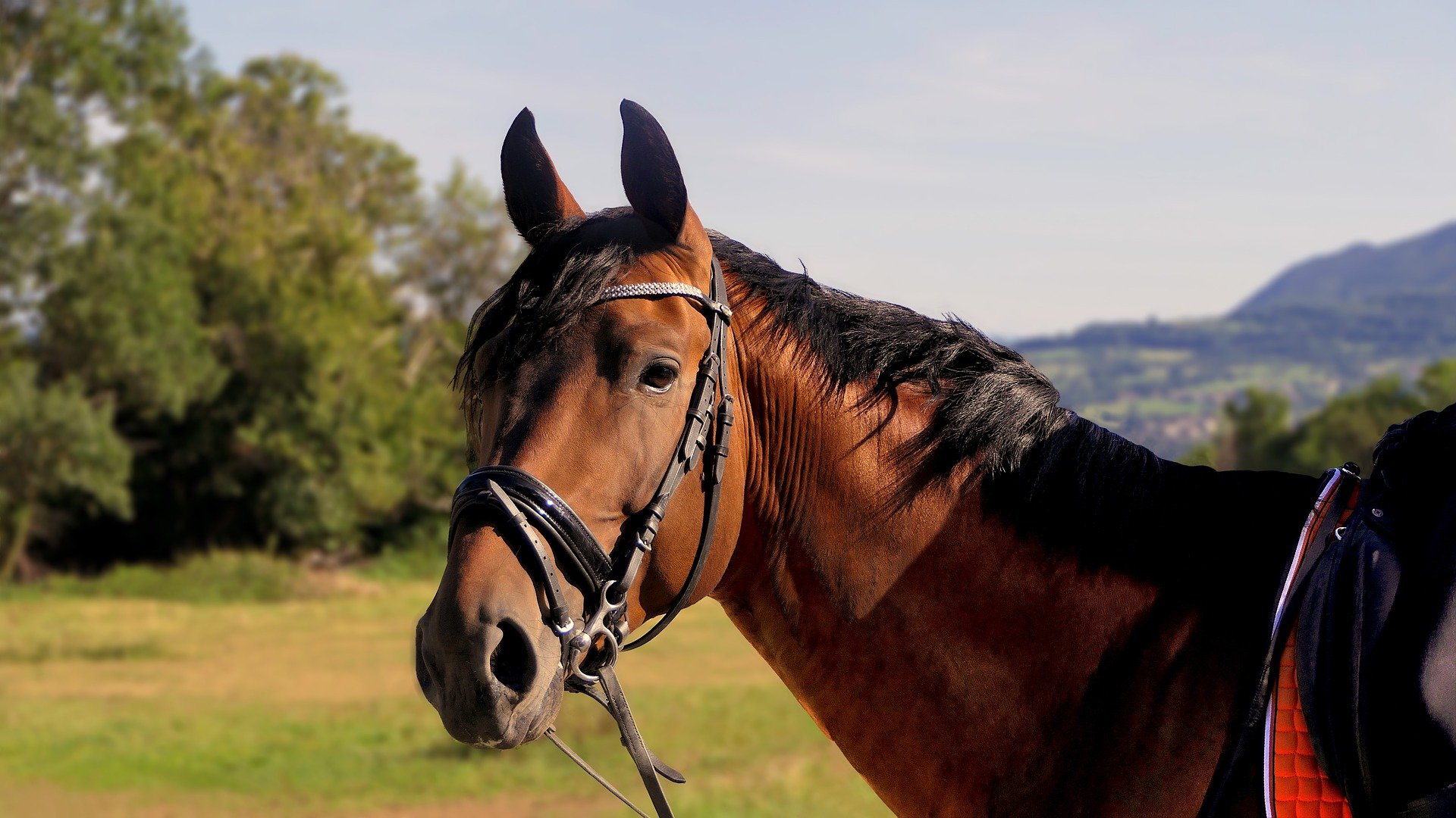 Riding facilities will benefit from Hipotextil made from tyres